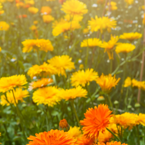 To Lighten Your Heart: Depression and Treatment in Latino Culture