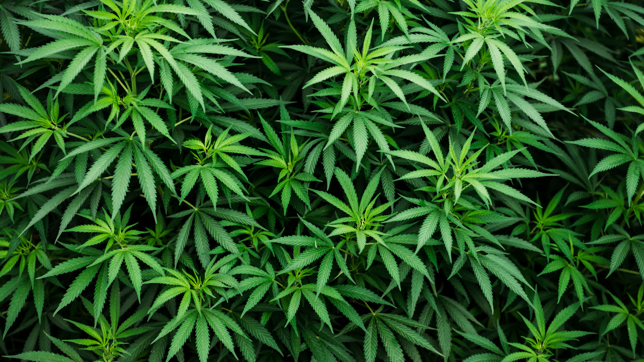 Cannabis: The Most Medicinal Herb - Image 1
