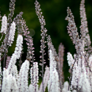 Legacy of Wisdom: Patricia Kyritsi Howell's Materia Medica Series