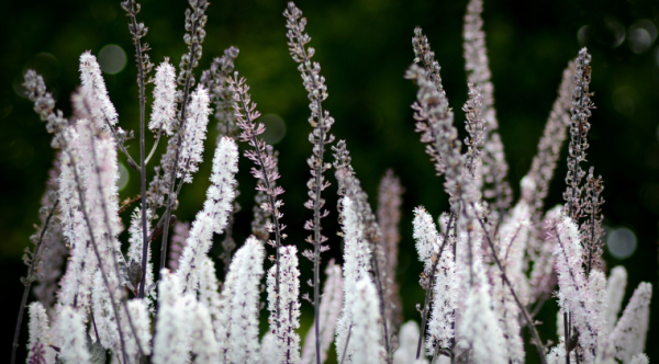 Legacy of Wisdom: Patricia Kyritsi Howell's Materia Medica Series
