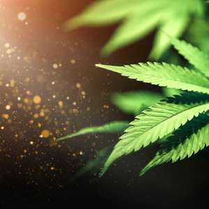 Cultivating Resilience: A Holistic Approach to Cannabis, ECS, and Medicine