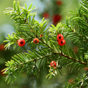 Low-Dose Antineoplastic Herbs