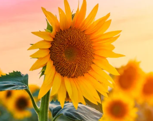 Heritage Medicine: Prickly Pear, Sunflower, Cacao and Hibiscus