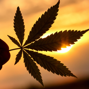 Cannabis, Ethnobotany, Chemistry, Extraction, and Therapeutics