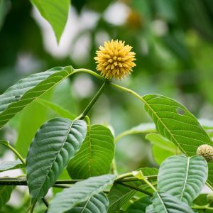 Kratom: Controversy to Clinician