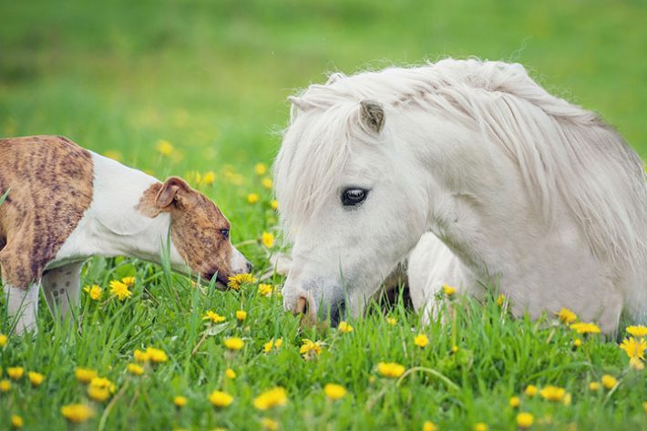 Herbs for Animals - Image 1