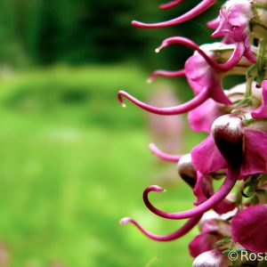 Herbal Endocrine Support